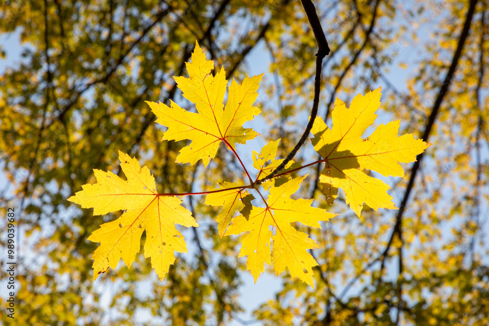 Colorful fall leaves in Fridley Minnesota along the Mississippi River at Riverview Heights Park on a beautiful autumn day in bright sunlight with backlit leaf cluster Colorful fall leaves in Fridley Minnesota along the Mississippi River at Riverview Heights Park on a beautiful autumn day in bright sunlight with backlit leaf cluster