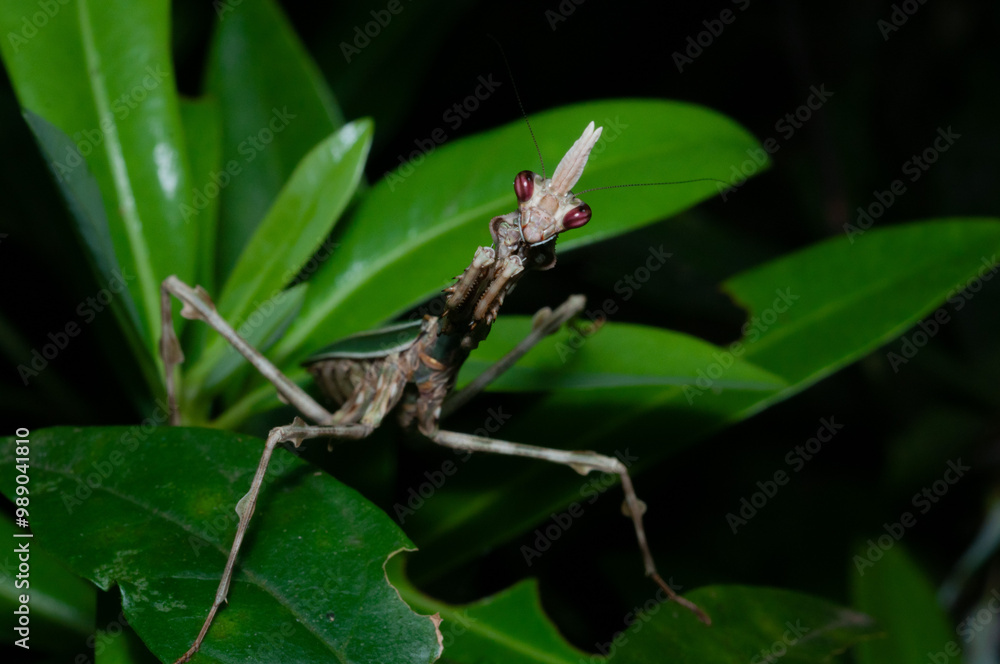 praying mantis on a leaf (Zoolea) praying mantis on a leaf (Zoolea)