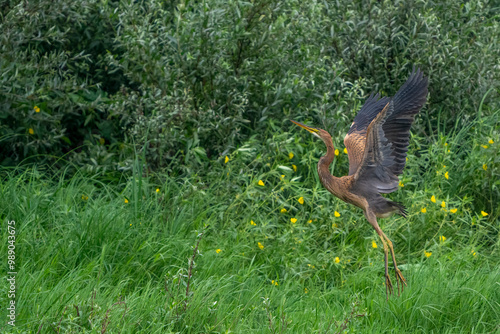 France - Loire River - Purple Heron (Ardea purpurea) photo