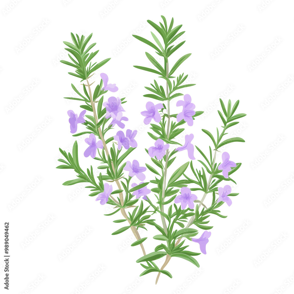 Fototapeta premium Fresh rosemary sprigs with vibrant purple flowers on a white isolate background. transparent background.