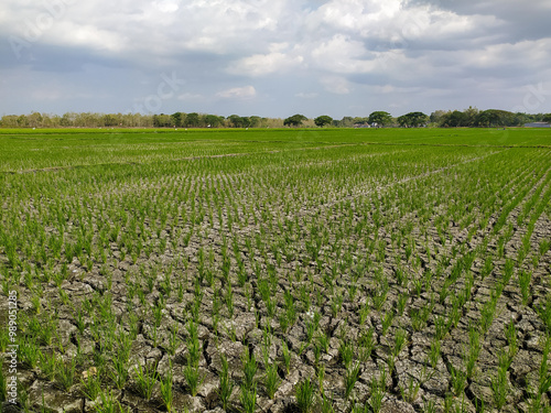 Rice plants growing in rice field experiencing drought due to long dry season,location in Sukoharjo,Central Java, Indonesia.