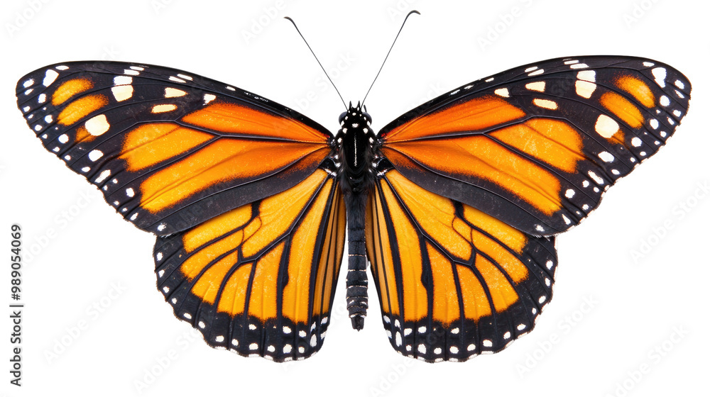 Fototapeta premium Isolated butterfly on a white background showcasing its vibrant orange and black wings, highlighting the beauty of nature in a close-up view