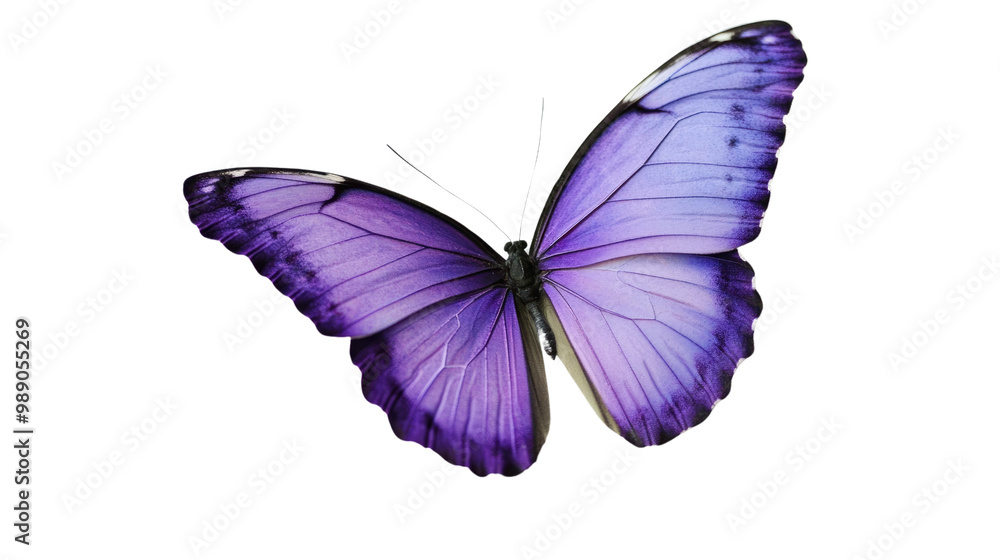 A colorful butterfly with blue and black wings, isolated on a white background, showcasing the beauty of nature in spring and summer A colorful butterfly with blue and black wings, isolated on a white background, showcasing the beauty of nature in spring and summer