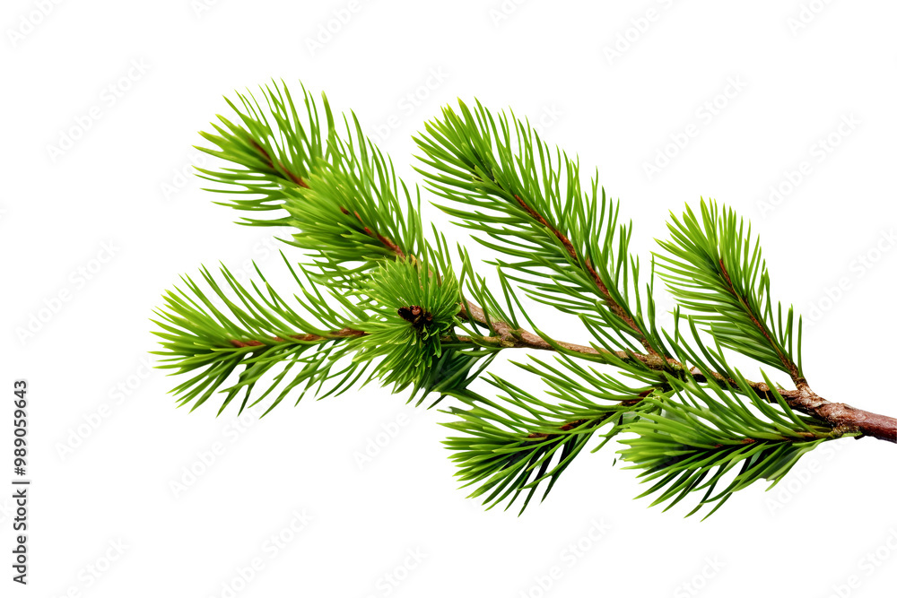 Green pine trww branch isolated on white Green pine trww branch isolated on white