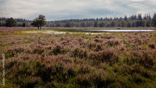 Fotografie Forest park Sleenerzand with the heathlands, fens, peat and sheep