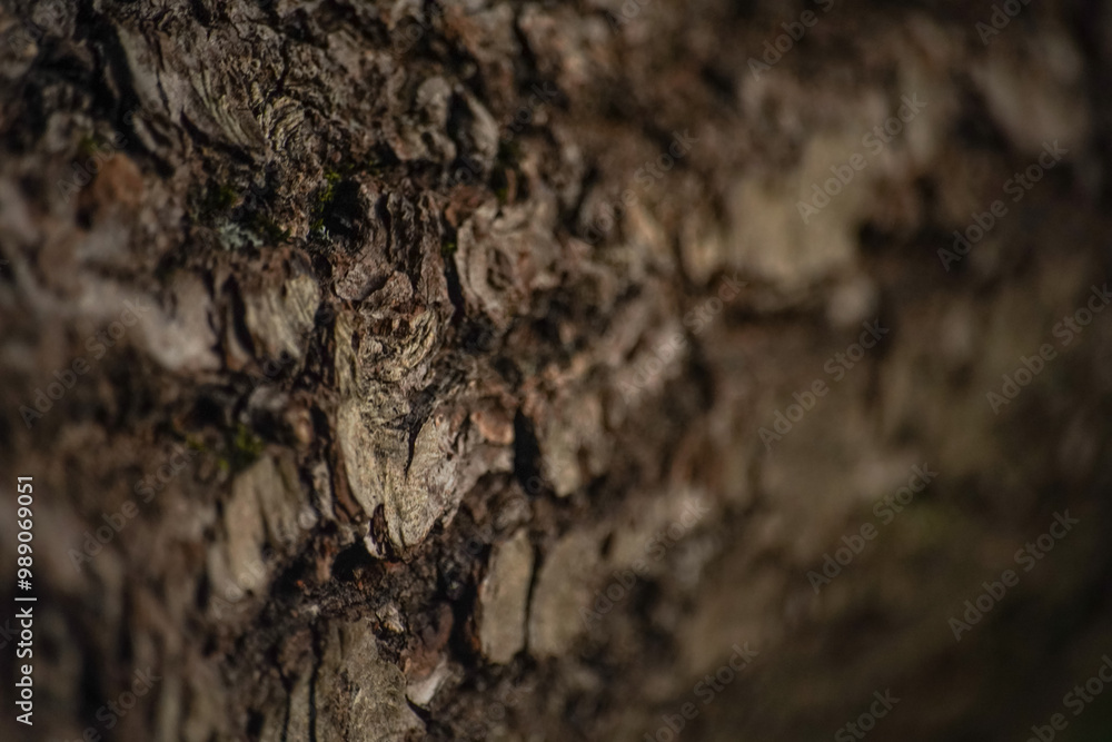 brown oak bark, close up - background wallpaper brown oak bark, close up - background wallpaper