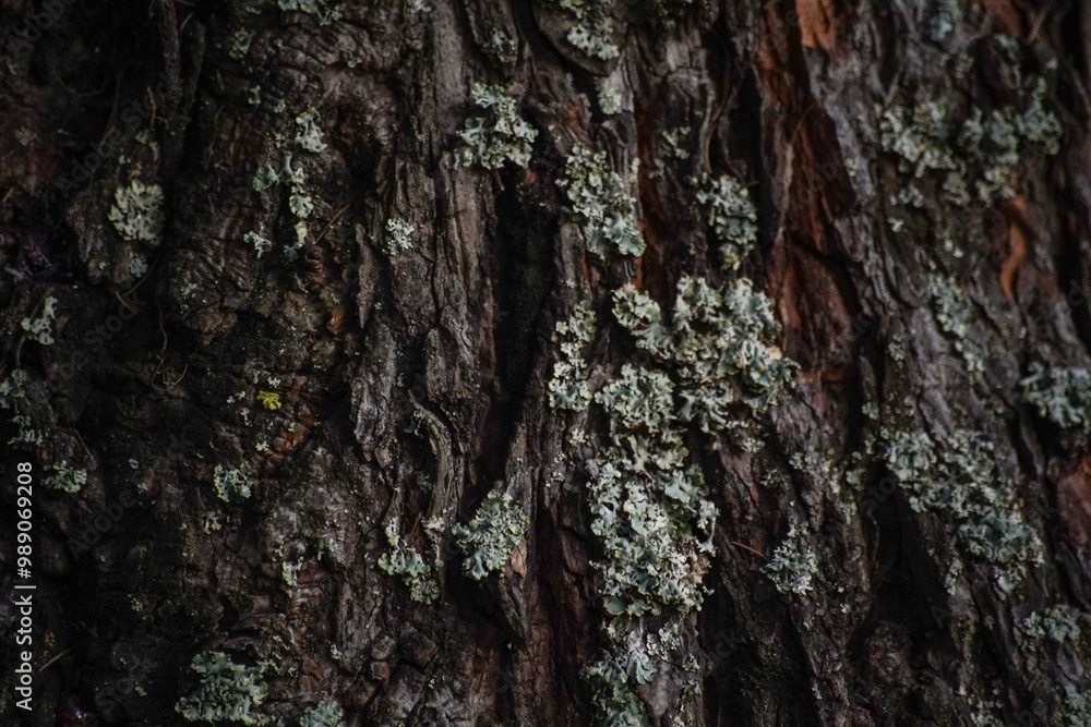 pine bark texture close up - background wallpaper pine bark texture close up - background wallpaper