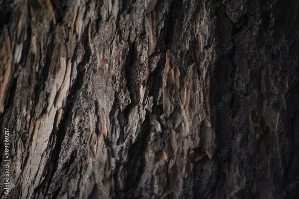 pine bark texture close up - background wallpaper pine bark texture close up - background wallpaper
