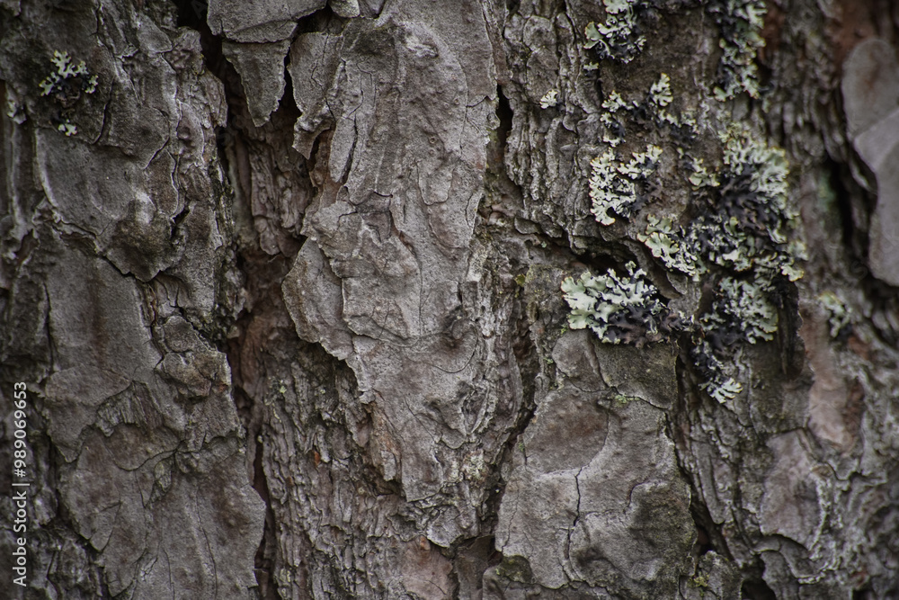 background surface pine wood pattern wallpaper background surface pine wood pattern wallpaper