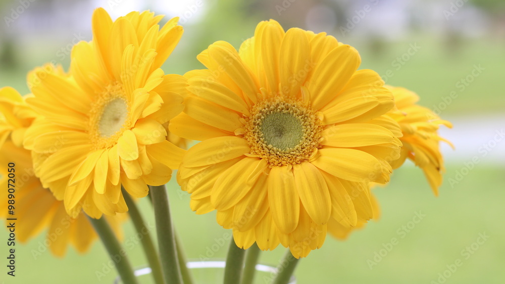 yellow gerber daisy yellow gerber daisy