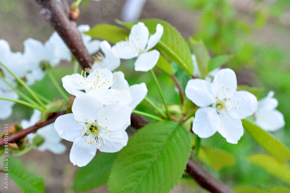 a branch of cherry tree with white flowers close up a branch of cherry tree with white flowers close up