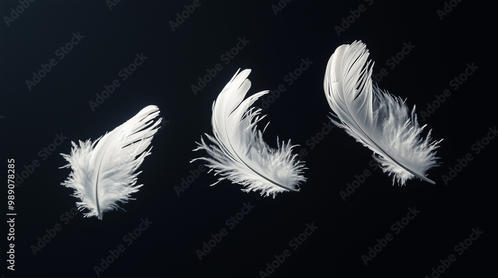 Obraz premium Ethereal Elegance: Three White Feathers Floating on Black
