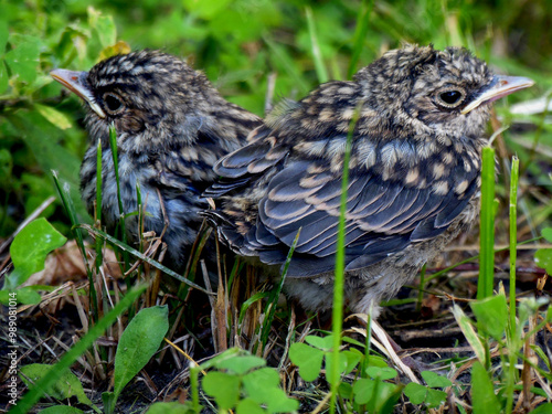 Birds on a background of grass. Two sparrows, baby birds