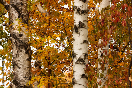 The birch trees stand straignt as the vegetation blows slightly in the wind in mid-October at Harrington Beach State Park, Belgium, Wisconsin photo