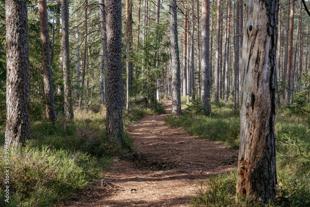 Fototapeta premium Walking along the magic fairytale mossy forest path.. Vintage effect. .