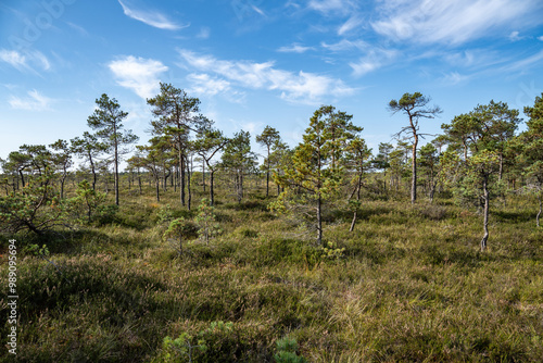 Autumnal colors in nature, bog plants painted in brown, swamp pines, summer sound in the swamp