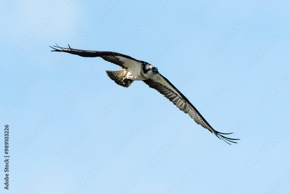 Balbuzard pêcheur, Pandion haliaetus, Western Osprey Balbuzard pêcheur, Pandion haliaetus, Western Osprey