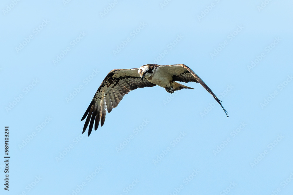 Balbuzard pêcheur, Pandion haliaetus, Western Osprey Balbuzard pêcheur, Pandion haliaetus, Western Osprey
