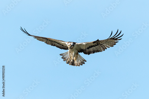 Balbuzard pêcheur, Pandion haliaetus, Western Osprey photo