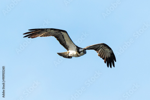 Balbuzard pêcheur, Pandion haliaetus, Western Osprey photo