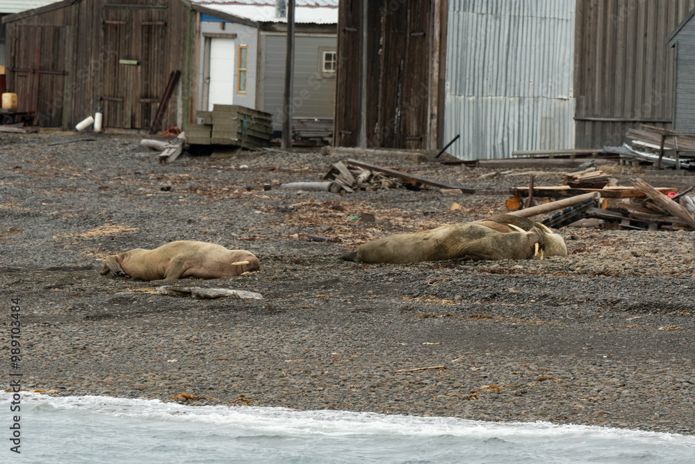 Fototapeta premium Port, Longyearbyen, Morse, Odobenus rosmarus, Spitzberg, Svalbard, Norvège