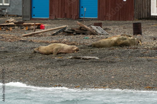 Port, Longyearbyen, Morse, Odobenus rosmarus, Spitzberg, Svalbard, Norvège photo