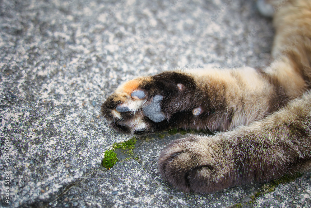 Obraz premium のんびり過ごしている野良猫の手足肉球
