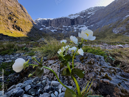 Mt Cook Lily, Fiordland National Park, South Island, New Zealand photo