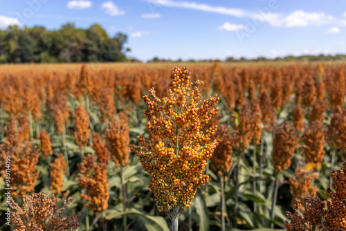 Close up of Sorghum in the Field on a Sunny Autumn Day