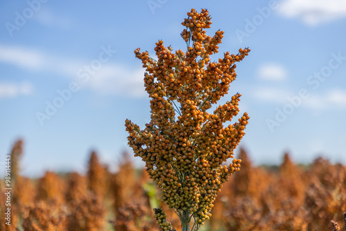 Close up of sorghum plant in the field sunny day