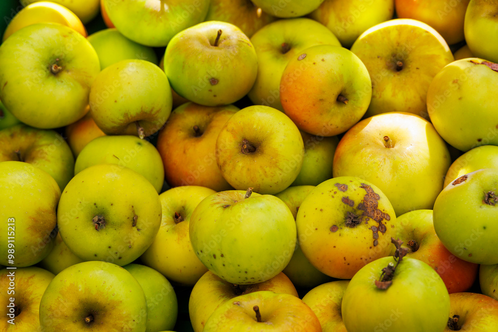 Apples of the old apple variety Ananas Renette in a box Apples of the old apple variety Ananas Renette in a box