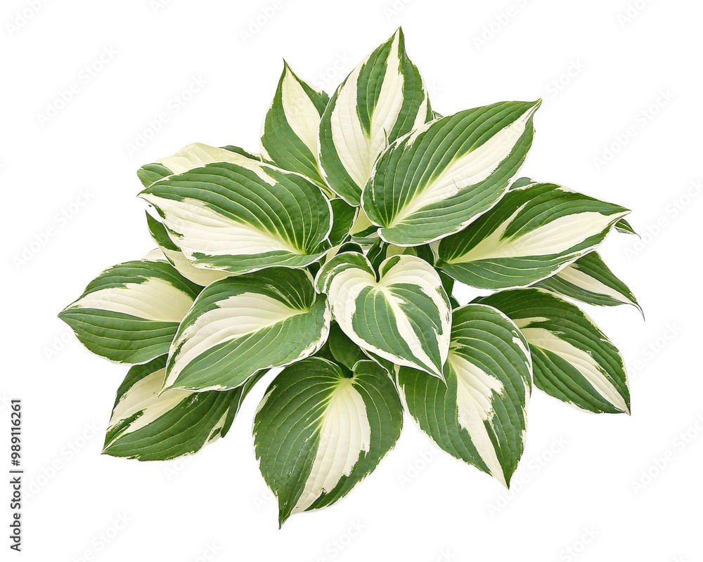 Hosta Plant - Herbaceous Perennial with Stunning Lily-Like Leaves, Isolated on White Background Hosta Plant - Herbaceous Perennial with Stunning Lily-Like Leaves, Isolated on White Background