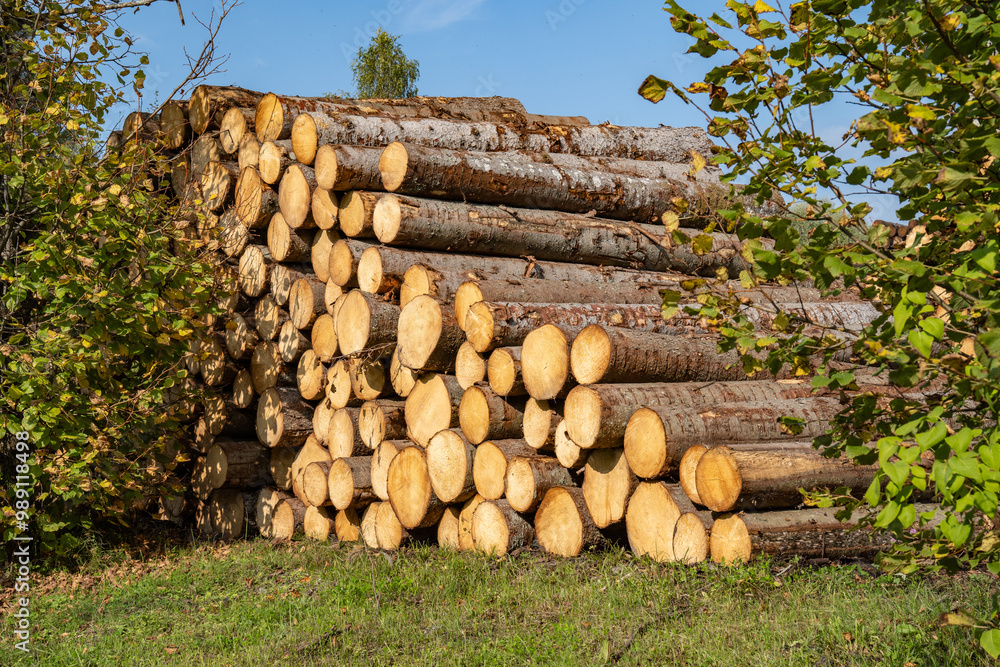 Spruce trees. Log trunks pile, the logging timber wood industry. Spruce trees. Log trunks pile, the logging timber wood industry.