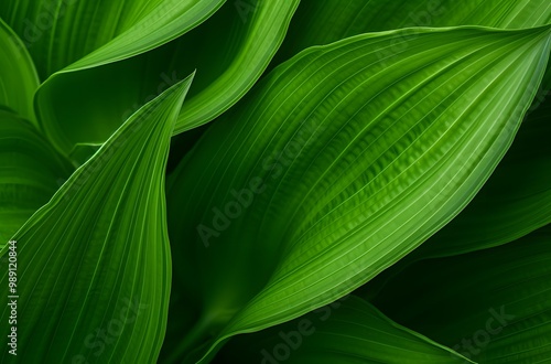 Close Up of Green Leaf Texture with Veins