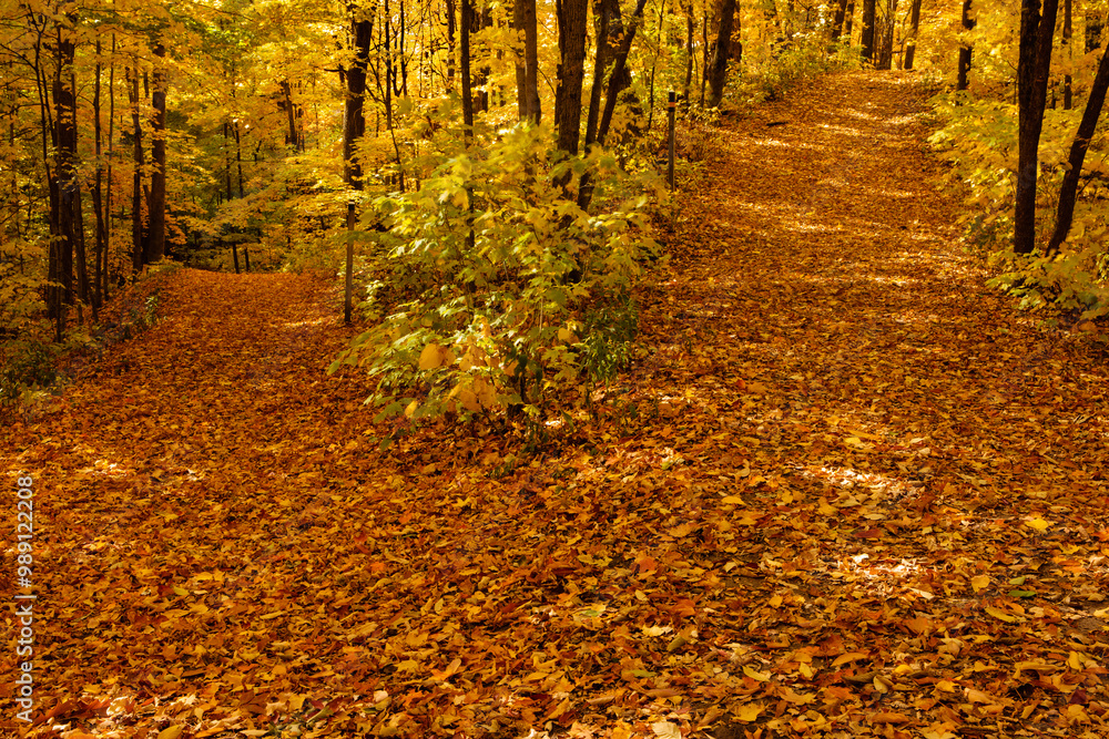 Obraz premium Two divergent paths in the October woods are lit by the morning sunshine streaking through the trees within the Pike Lake Unit, Kettle Moraine State Forest, Hartford, Wisconsin.