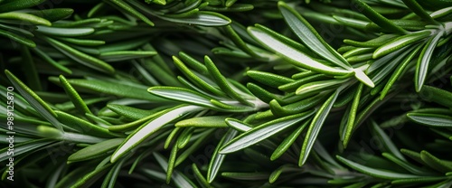 Fresh Rosemary Leaves Texture Background