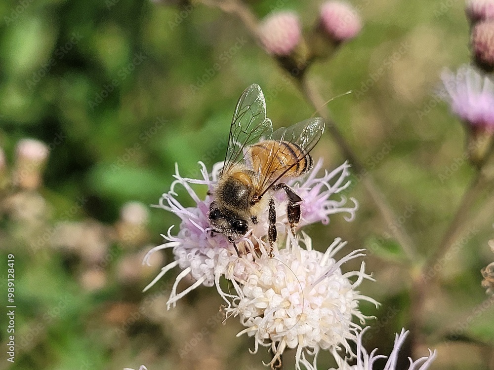 photo of bee collecting pollen from a wildflower photo of bee collecting pollen from a wildflower
