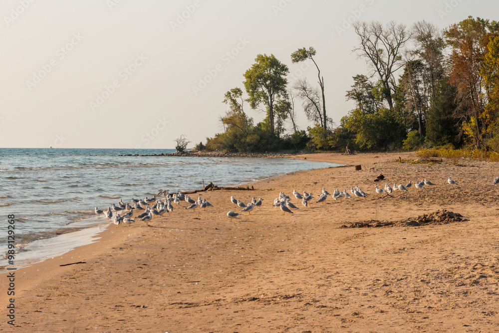 The seagulls enjoy the quiet of the mid-September morning along the quiet beach at Harrington Beach State Park, Belgium, Wisconsin along the shoreline of Lake Michigan. The seagulls enjoy the quiet of the mid-September morning along the quiet beach at Harrington Beach State Park, Belgium, Wisconsin along the shoreline of Lake Michigan.