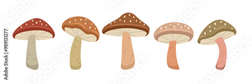 Fungi collection illustration. Set of colorful autumn mushrooms. Autumn mushrooms. Vector set of autumn fungi.