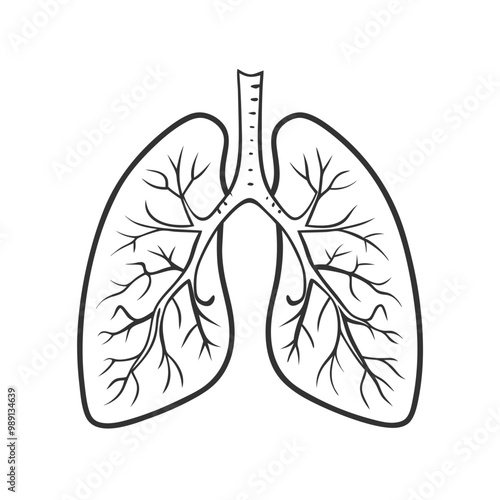 Illustration of healthy lungs, simple outline on white background 