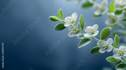 Delicate White Flowers with Green Leaves on a Blue Background