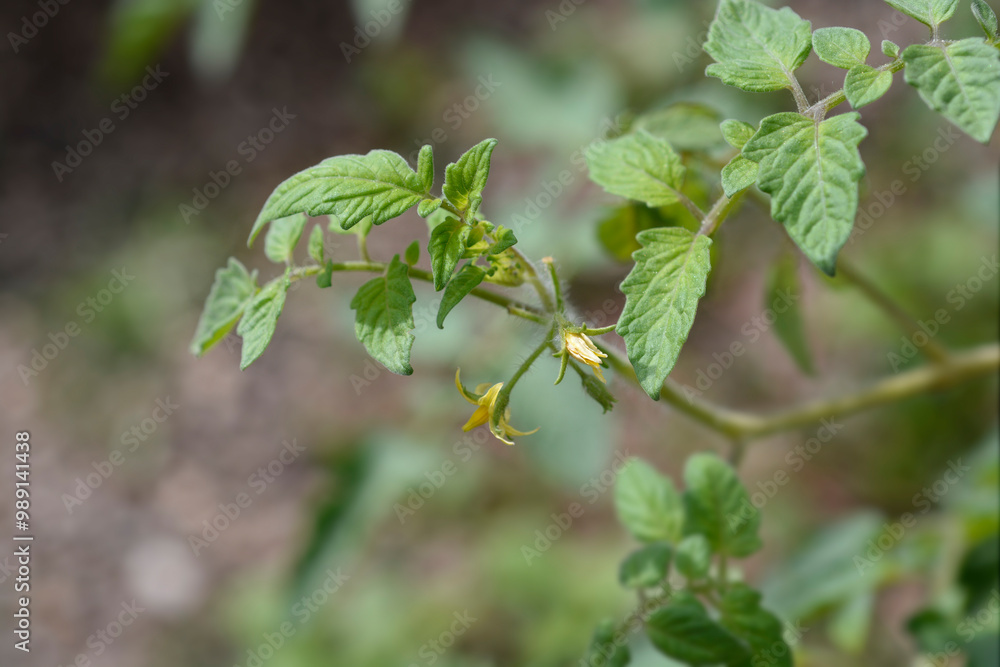  Tomato plant leaves and flowers