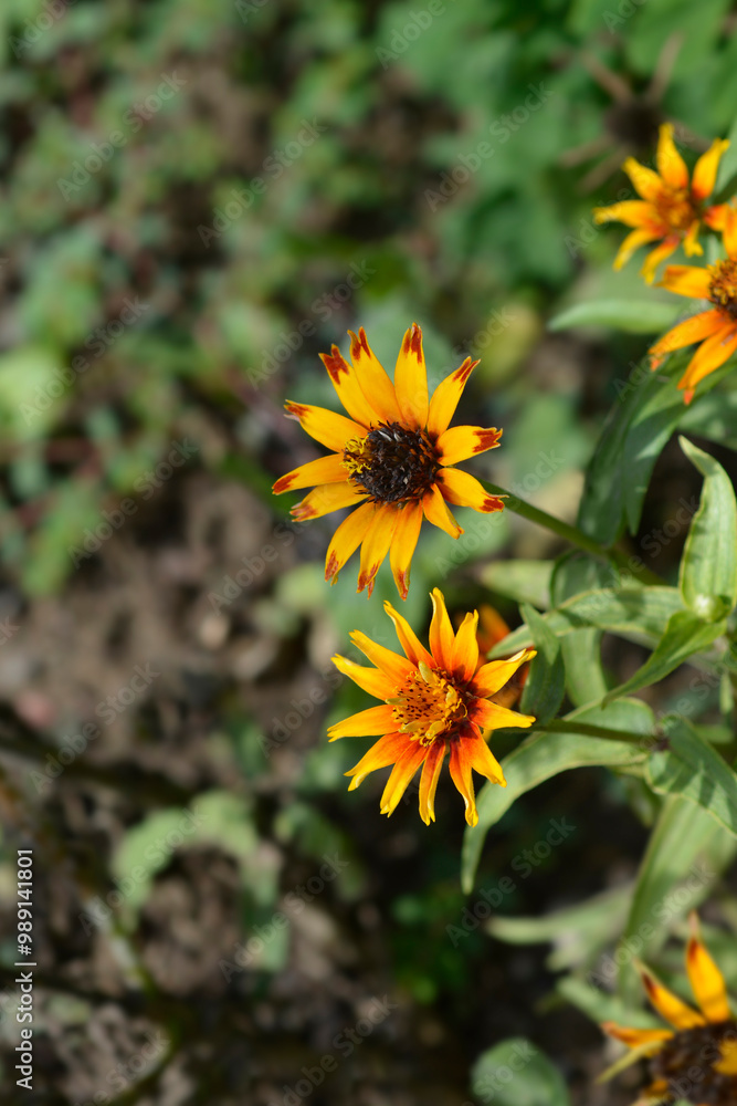 Old Mexico zinnia flowers Old Mexico zinnia flowers