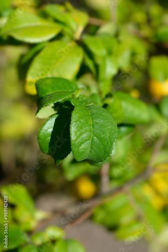 Japanese Flowering Quince leaves