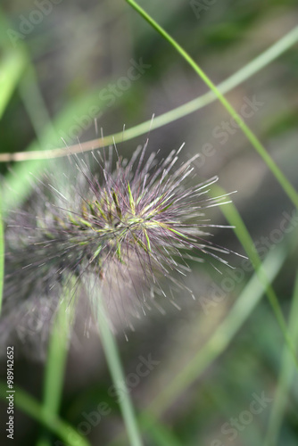 Fountain Grass Moudry flower photo