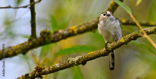 Schwanzmeise // Long-tailed tit (Aegithalos caudatus) photo