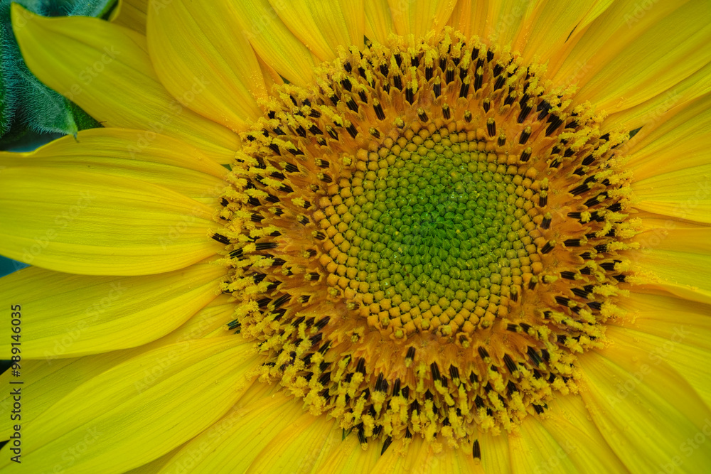 Obraz premium Detailansicht Sonnenblumen Blüte, frontal Ansicht , Nahaufnahme