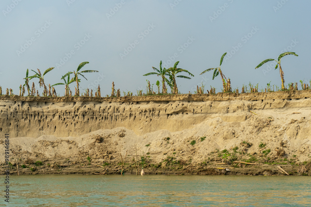 Riverbank with eroded soil and bird nests in sand, banana trees along edge, and calm water in foreground. Bangladesh, Ganges, Padma River