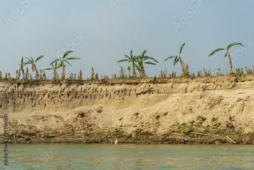 Riverbank with eroded soil and bird nests in sand, banana trees along edge, and calm water in foreground. Bangladesh, Ganges, Padma River