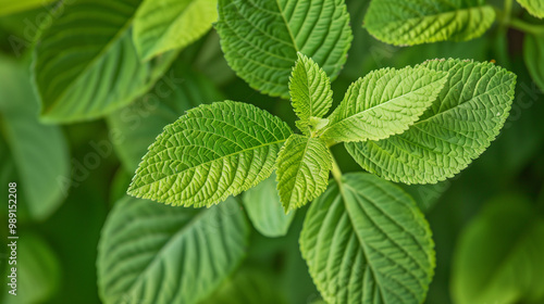 Macro view Bright green leaves reveal intricate patterns beauty of nature's organic design